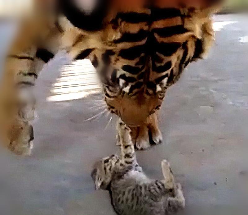 饲养员想激发小老虎,饲养员挑逗老虎发怒