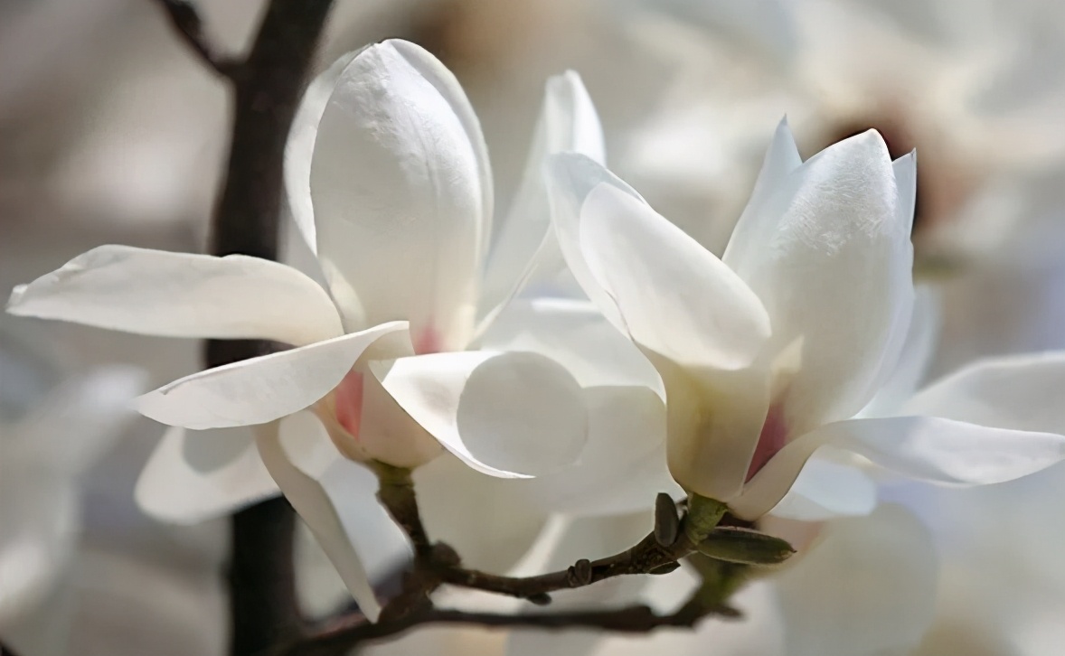 在云南，做一个“花吃”，挺好