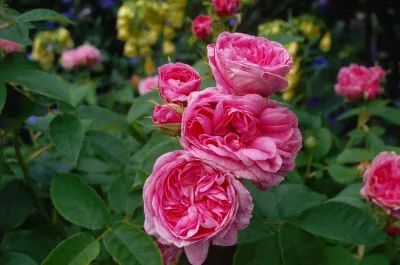 520去哪比较浪漫,520去哪里比较浪漫银川