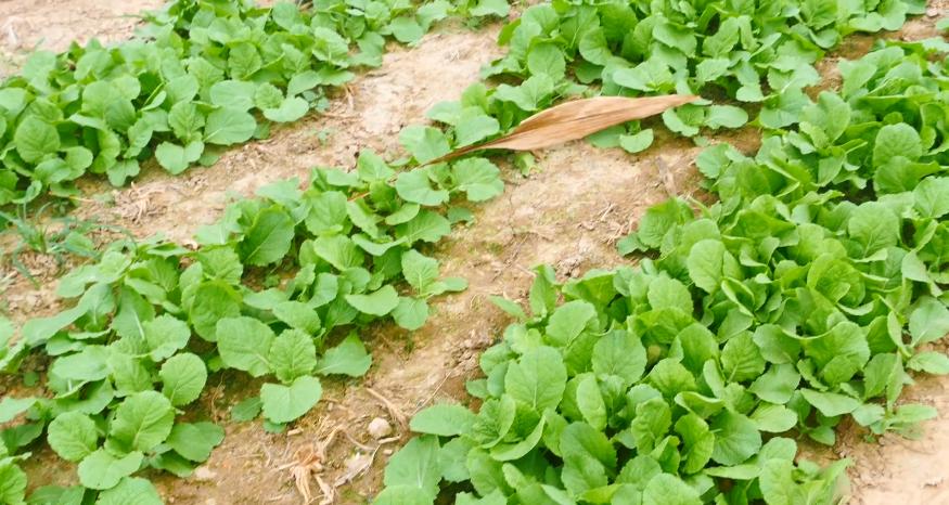 蔬菜虫害防治瓢虫,蔬菜常见虫害与防治大全