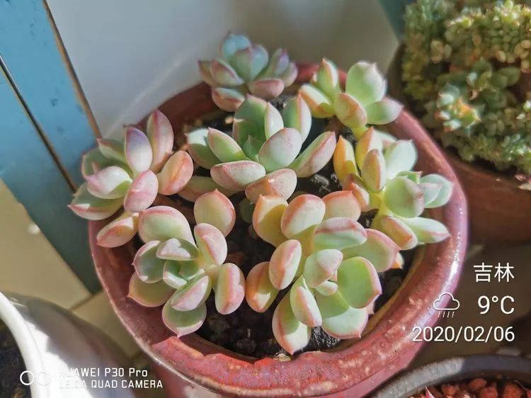 养多肉的人生感悟,人生如同养花