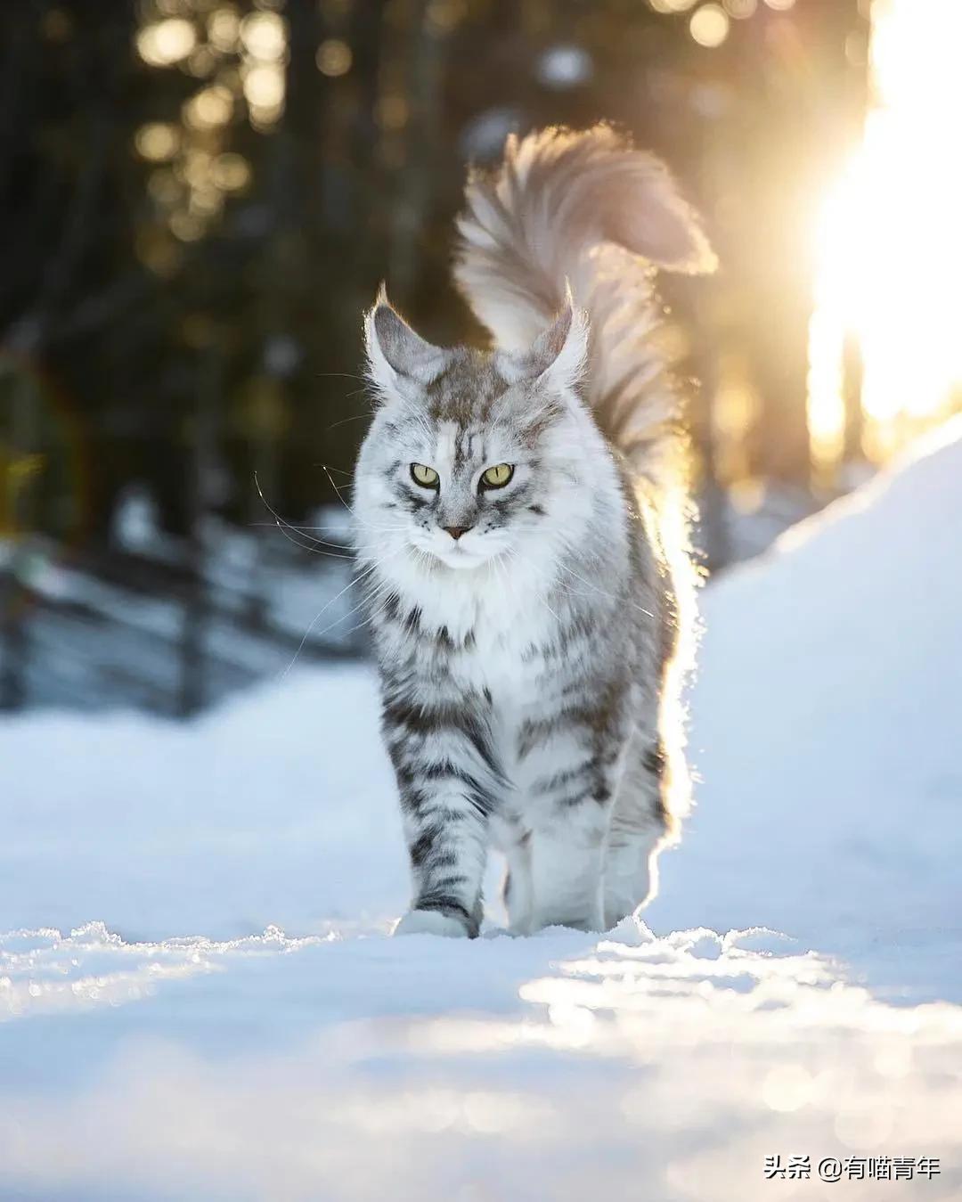 缅因猫看着很吓人但是很温柔,缅因猫真的有20万一只么