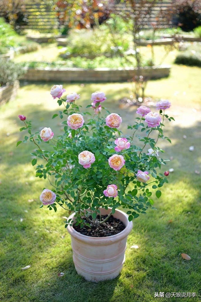 最好看的多种月季,浪漫迷人的月季