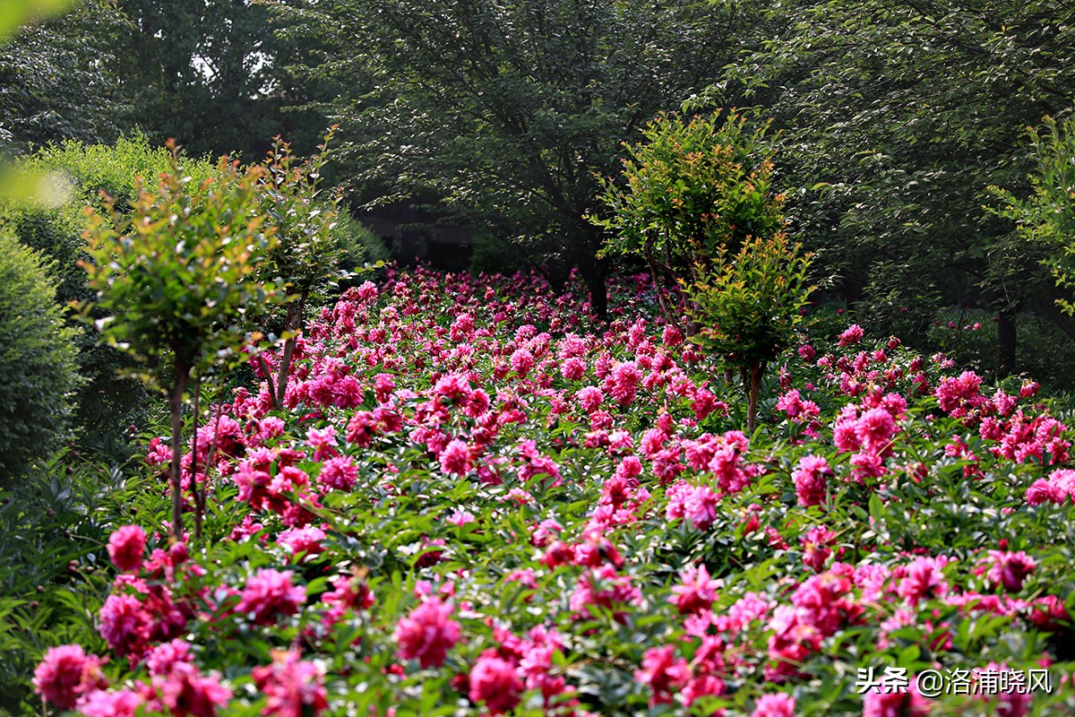 大院绿化的回忆——顺便看看院里的芍药定个究竟有多少种？