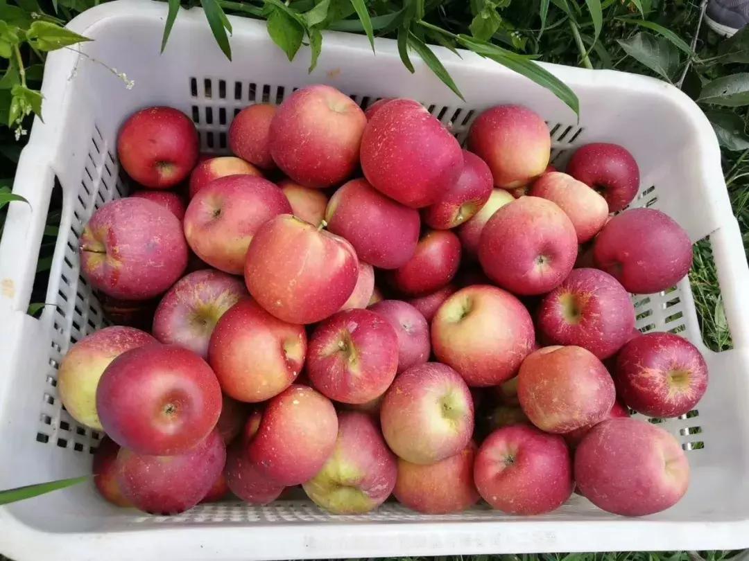 昆明采摘一日游,昆明采摘游