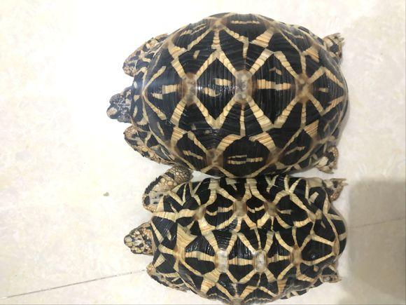 印度星陆龟能养吗,印度星陆龟如何养