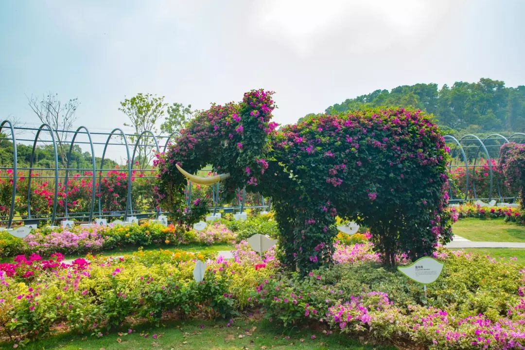 人少还免门票！深圳这片5000000㎡新公园美翻了，“神仙花谷”