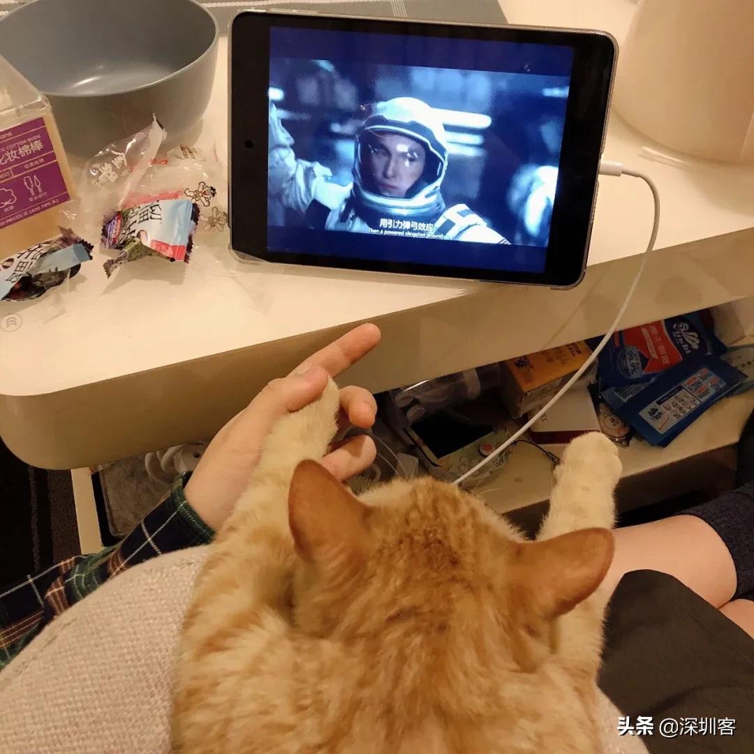 深圳猫市,深圳猫