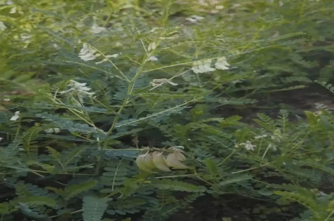 黄芪15克仙鹤草10克泡水喝作用,经常喝黄芪煮水有什么好处