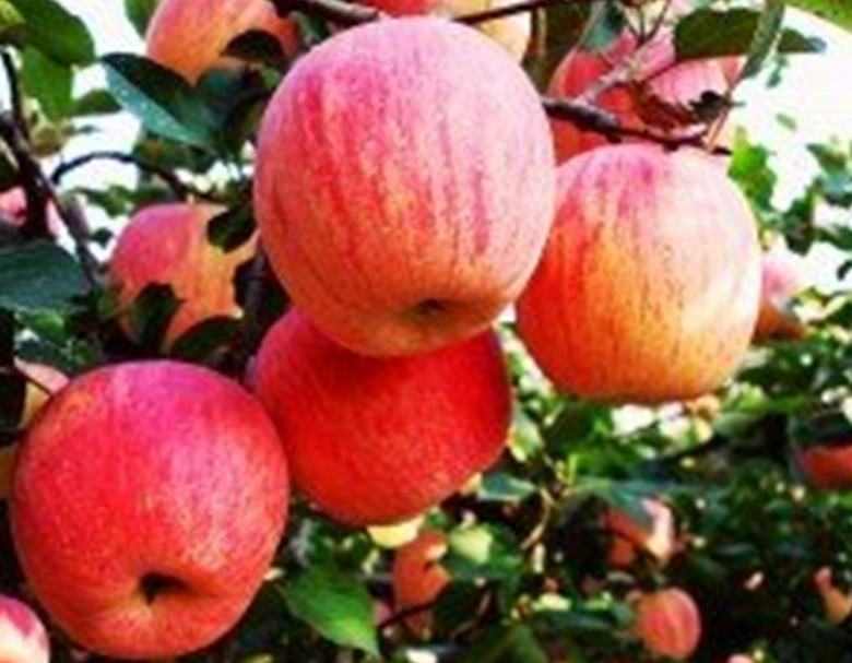 山东海阳这个城市怎样,海阳小县城