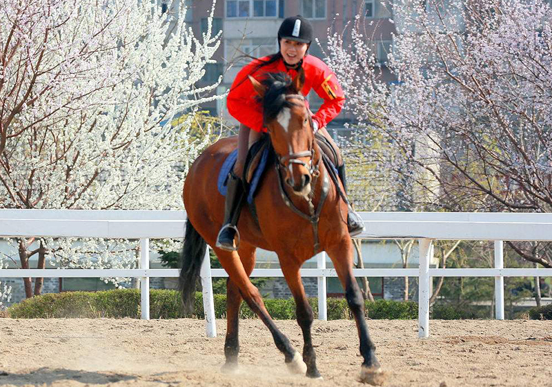 为什么骑马要先学马术,怎么骑马是贵族运动