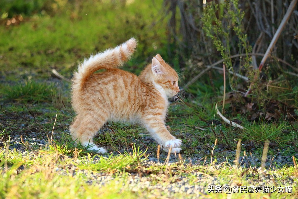 辟谣宠物猫,辟谣猫咪真的会记仇吗