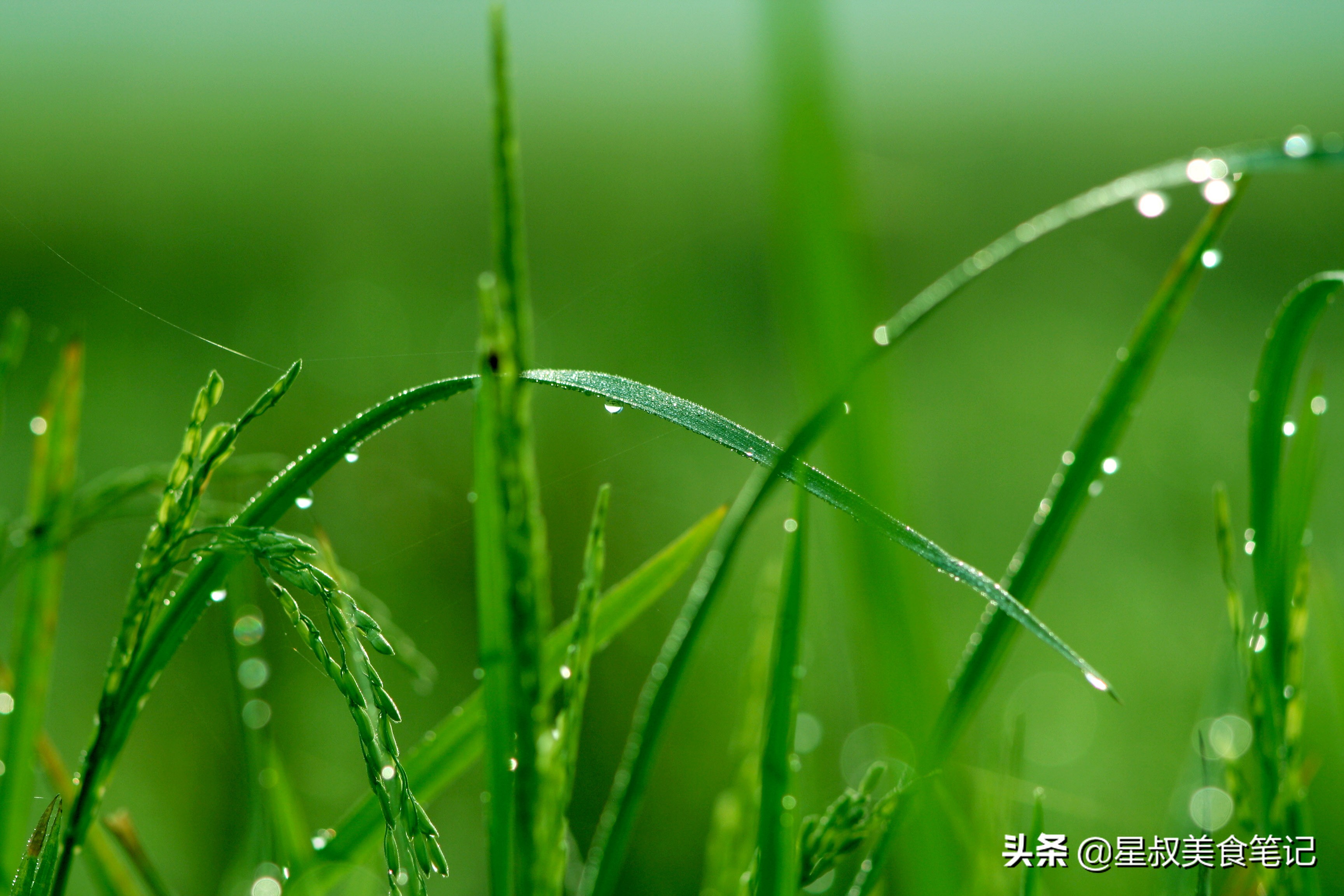 单方精油香水diy,diy芳香精油