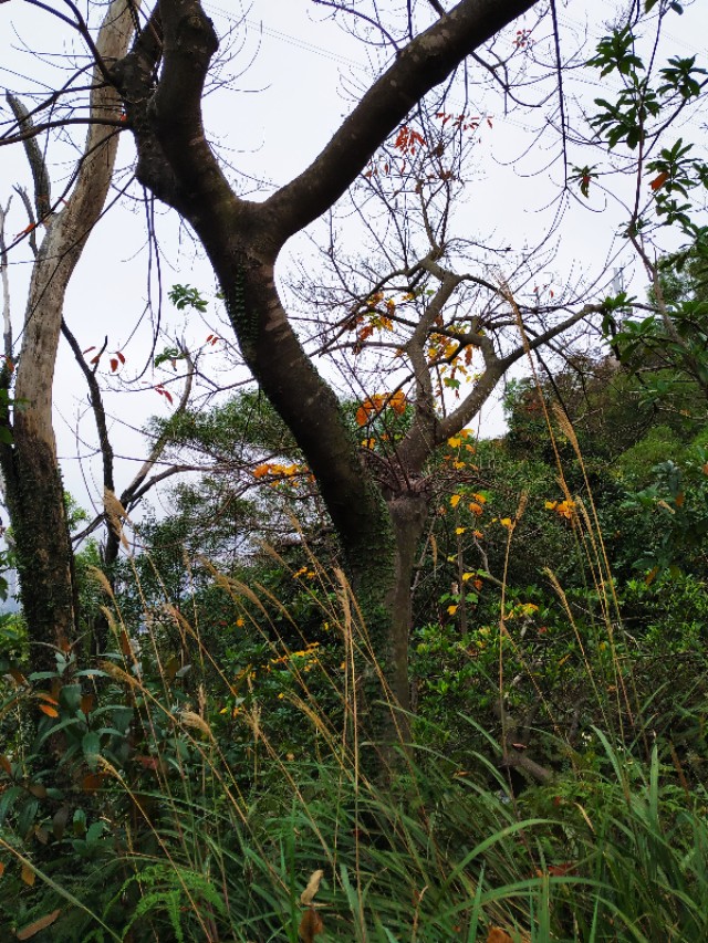 周日跟随珠海户外网板樟山游记