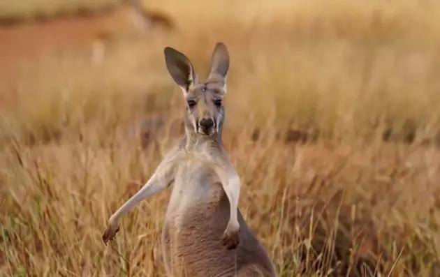 澳洲营养品保健品曝光,澳洲保健品必买的20样