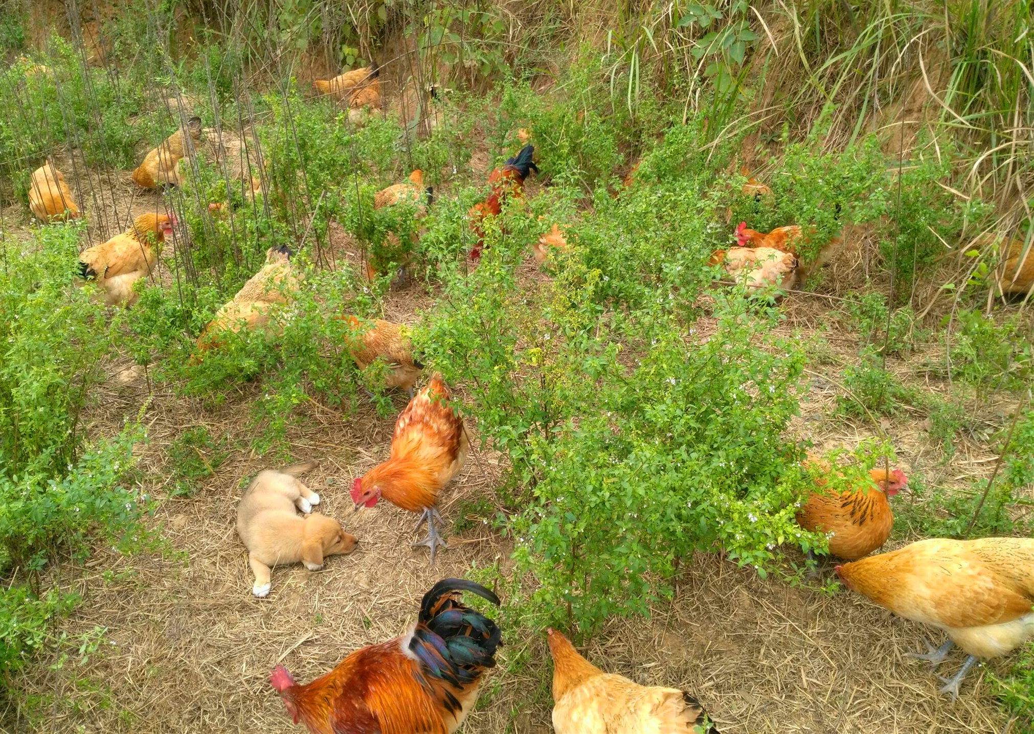 产蛋鸡啄蛋原因,产蛋鸡啄毛怎么办