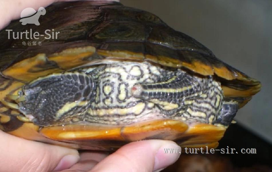 大龟买来该如何养,大龟买回来怎么养