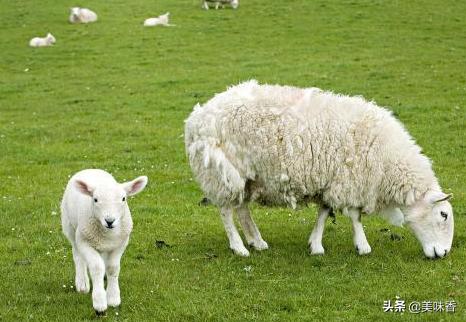 羊传染性拉稀和病毒性拉稀咋治,羊不拉稀吃了拉稀药会怎么样