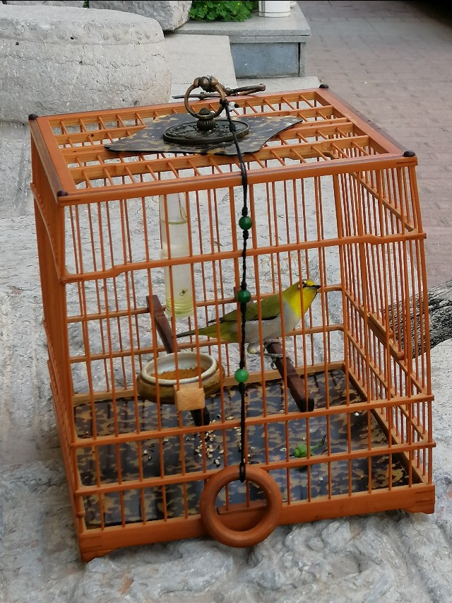 怎么防鸟仰头翻跟头,雏鸟为啥容易仰头