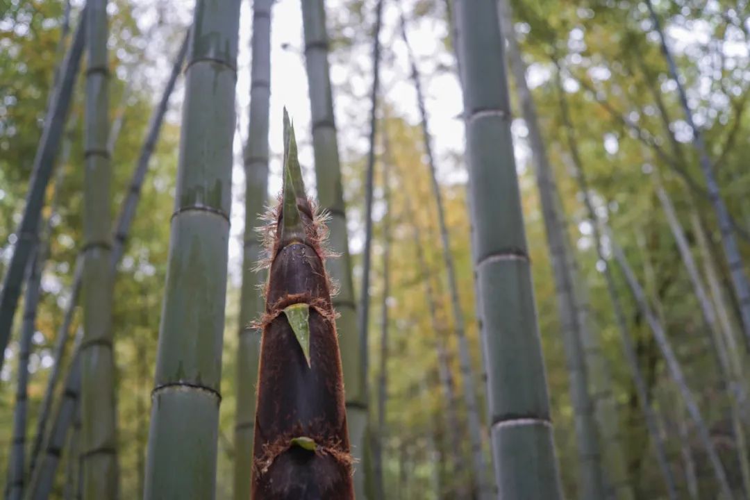 中国竹笋够不够熊猫吃,竹笋是熊猫吃的那种吗