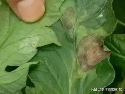 怎样预防番茄重茬,秋季阴雨天番茄病害预防