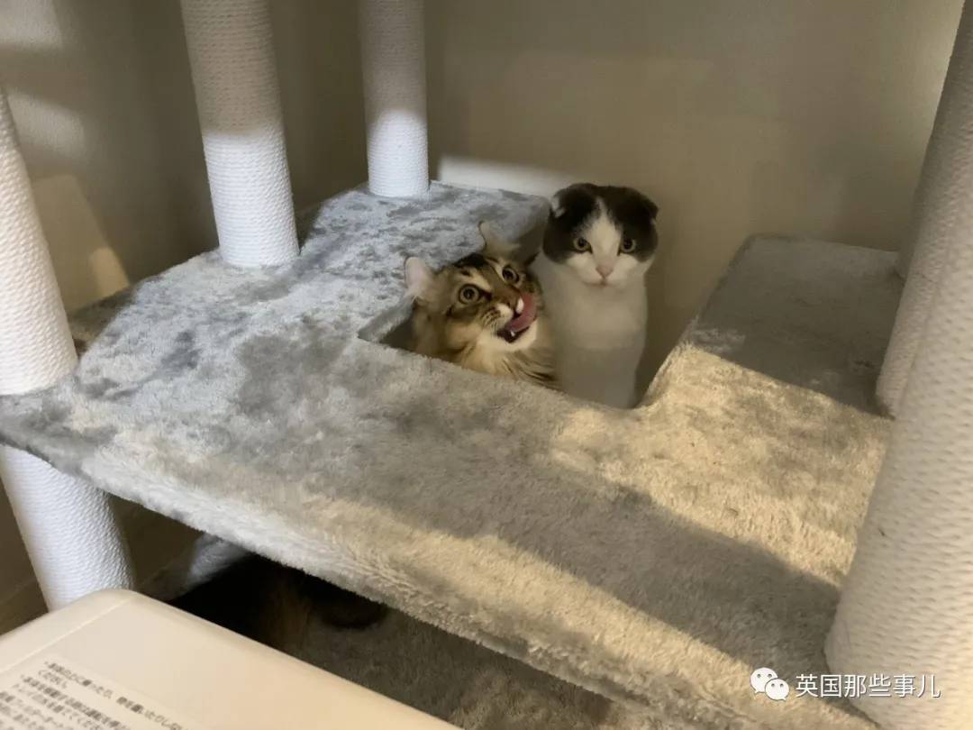 猫咪表情包喵星人,一组有故事的喵星人表情包