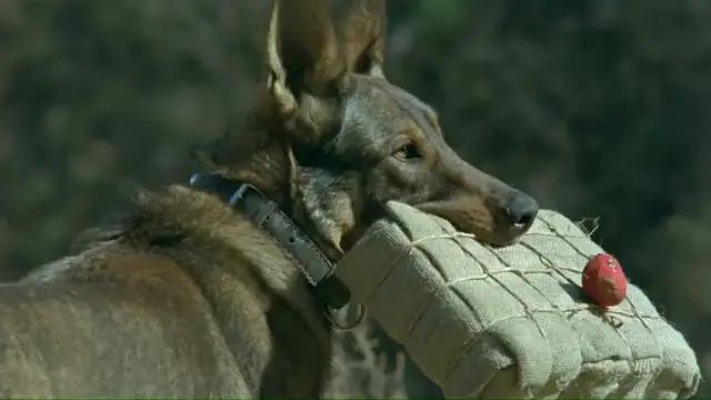 功勋军犬为拍戏被炸死片段,为了电影而被炸成碎片的军犬