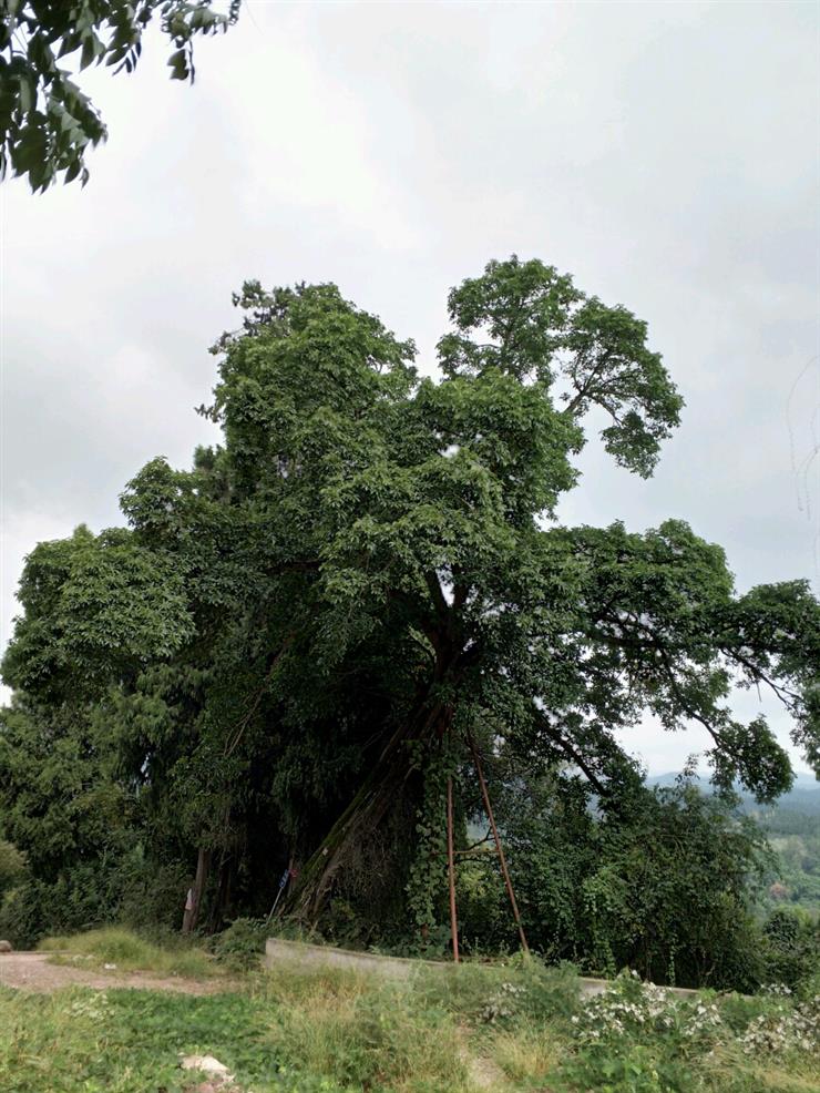 ［原创]实话乐至凤凰山╱刘兴福