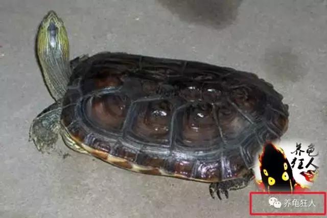 南石龟草龟花龟哪个体型大,草龟花龟珍珠龟哪个更好养