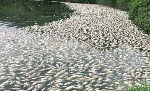 泥鳅的养殖成本和利润是怎样的呢,泥鳅养殖成本和利润是怎样的呢