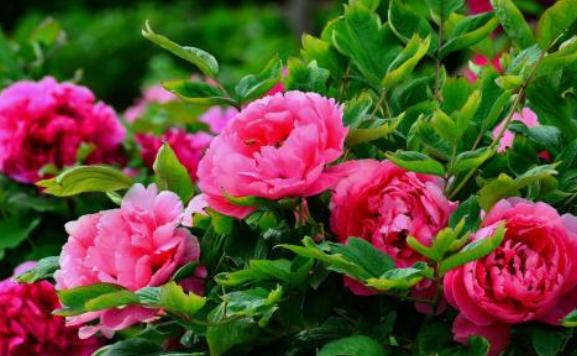 养花浇淘米水和啤酒好吗,啤酒养花好还是雪碧养花好