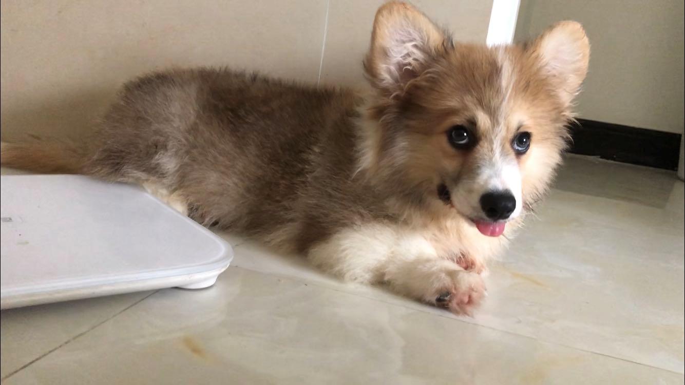 如何挑选颜值高的三色柯基,怎样挑选一个健康的柯基幼犬