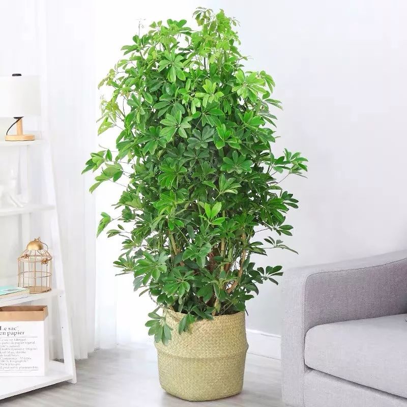 室内养的吸毒植物,20种吸毒花除甲醛