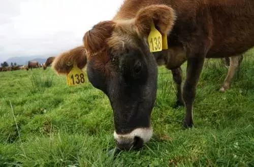 2020年新出的奶粉有哪些,奶粉2019年的好还是2020年的好