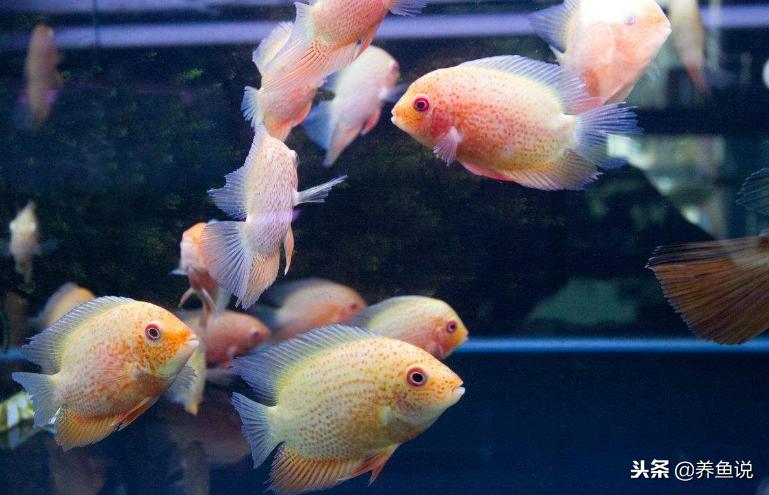 观赏鱼怎么养才不会死,怎样养鱼才能让观赏鱼活得更久