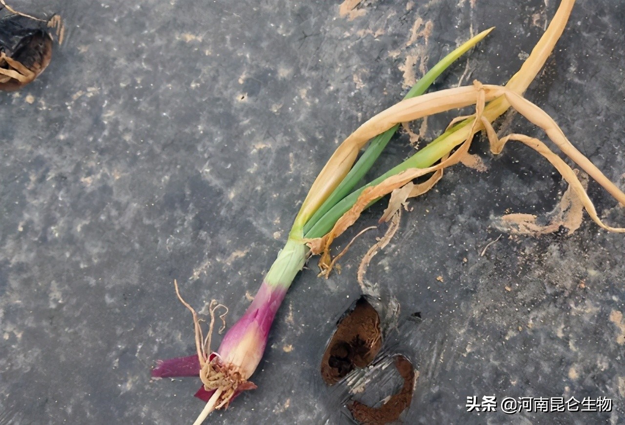 洋葱烂根黄叶怎么治,洋葱枯萎病