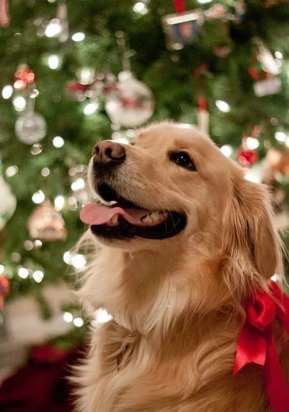 金毛犬十大坏处,养金毛犬有什么注意事项