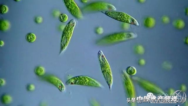 100种水产藻类,水产藻类图谱及名称