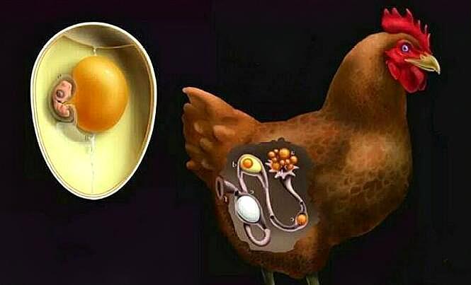 母鸡怎样受孕,母鸡是怎么受孕的