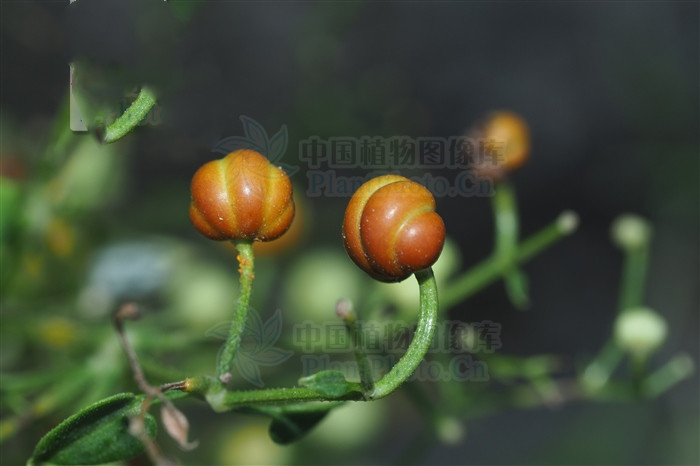 凉血的药对化瘀血有好处吗,血见愁跟茜草一样吗