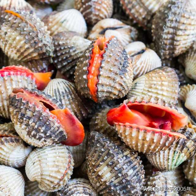 大连鱼市海鲜贝类品种,大连贝类海鲜图片大全