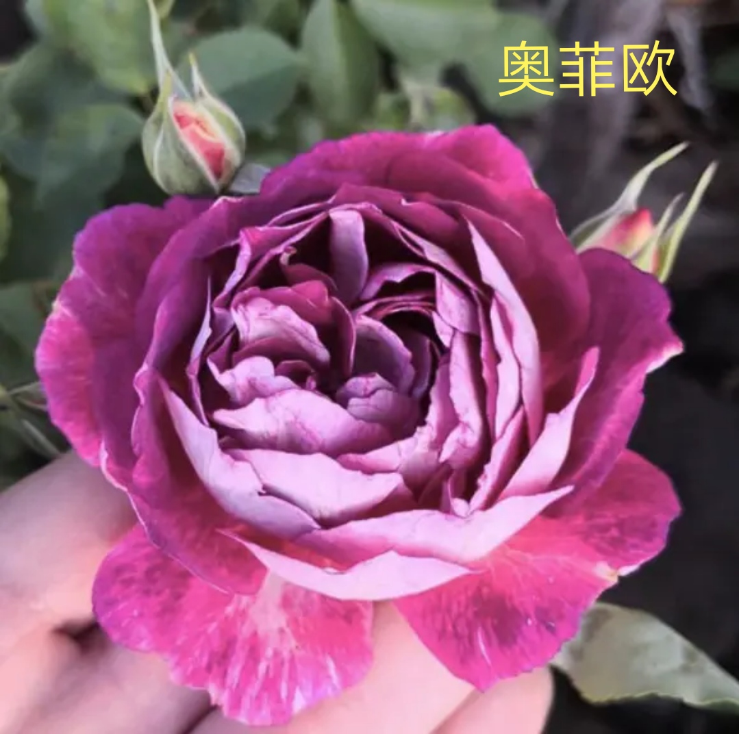 木村卓功推荐的月季,木村卓功月季