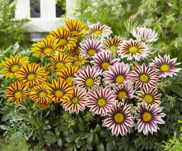 勋章菊如何养护,勋章菊好养吗