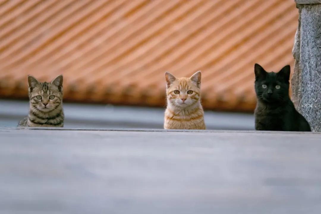 古代猫名字,古代猫的名字