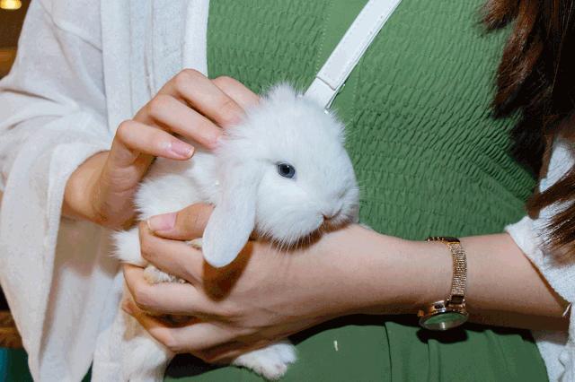 39.9元羊驼,羊驼门票抖音团购