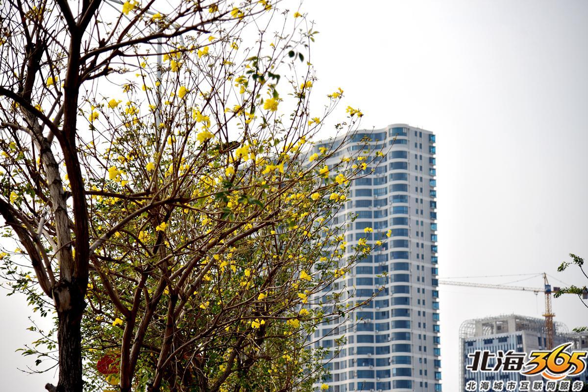 「多图」春天来了!北海街头的三角梅、黄花风铃开得好艳