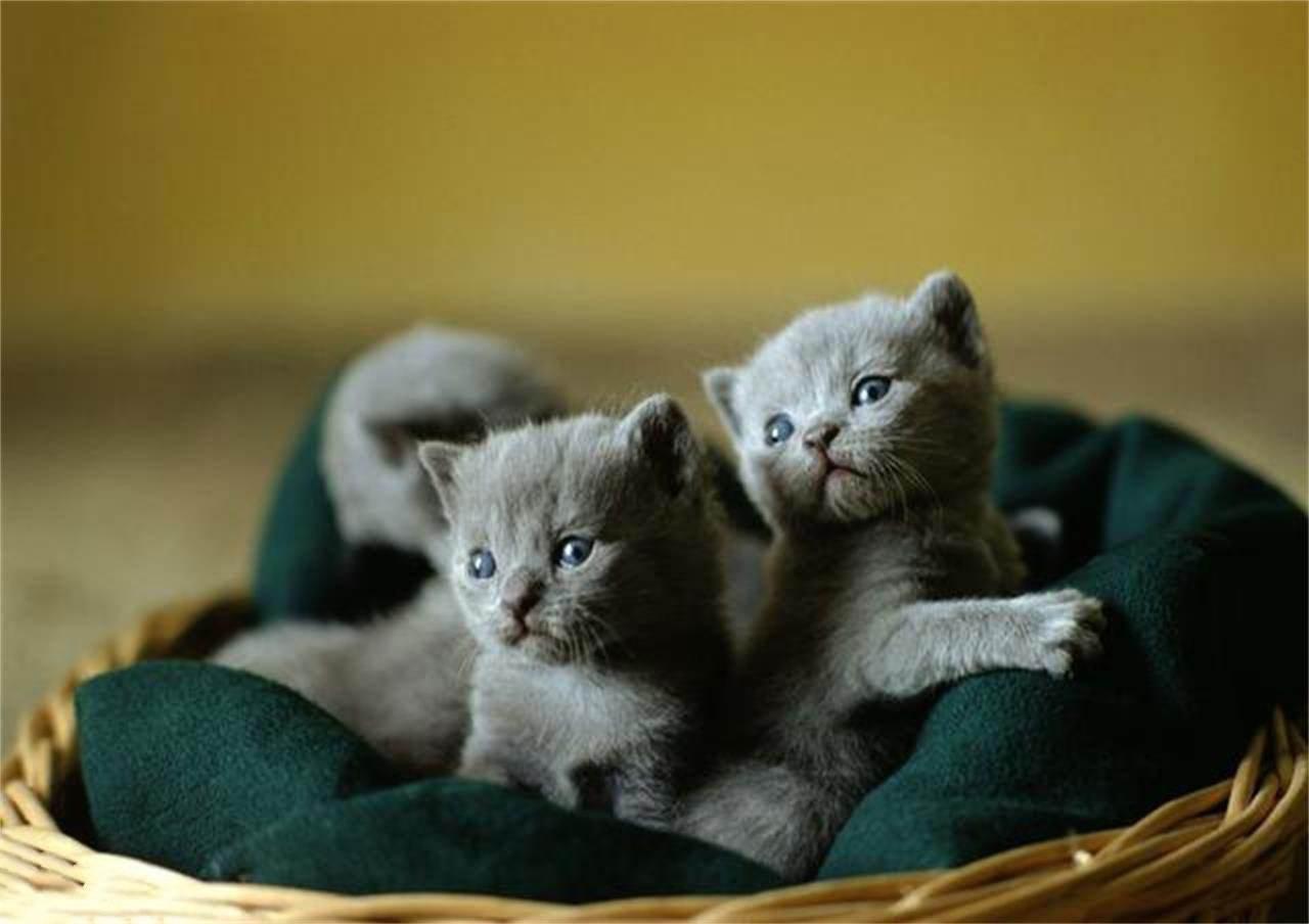 猫分娩完后需要吃什么,母猫分娩时怎么护理