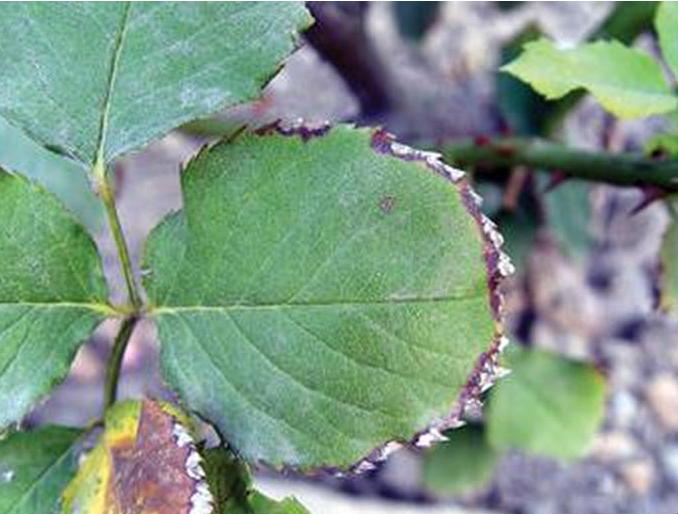 月季霜霉病和灰霉病的区别,月季灰霉病的最佳防治方法