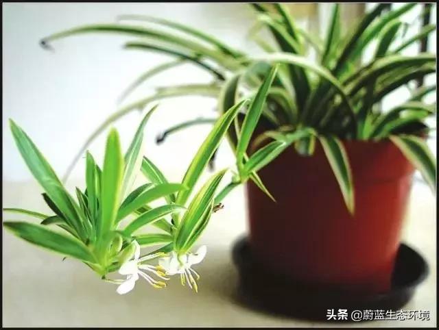 除甲醛的绿植有哪些比较好养,除甲醛的绿植推荐