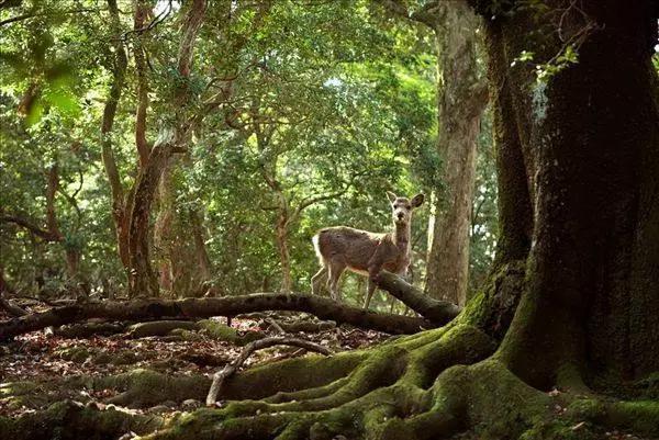 古城观世界,古城看平遥
